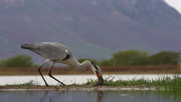 A view from a sunken photographic Lagoon hide in the Zimanga Private game reserve on a summer day of