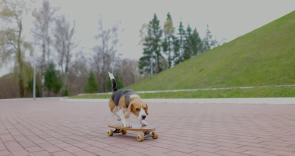 Dog Rides a Skateboard in Park