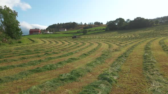 Rows of cut-down fodder ready to be collected for silage production, low aerial