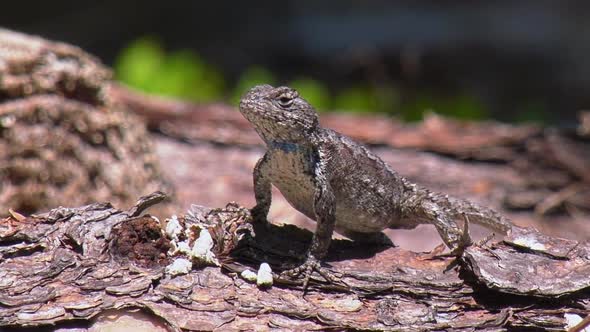 Male eastern fence lizard standing ready to ambush or escape close up