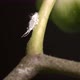 Mealybug on Orchid Branch - VideoHive Item for Sale