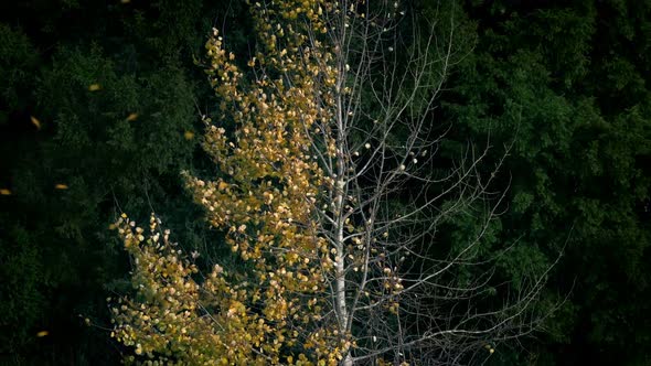 Golden Leaves Blowing Off Half Bare Tree In Fall