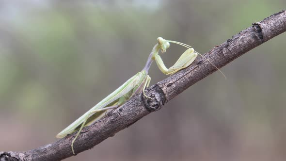 Praying mantis on a tree branch