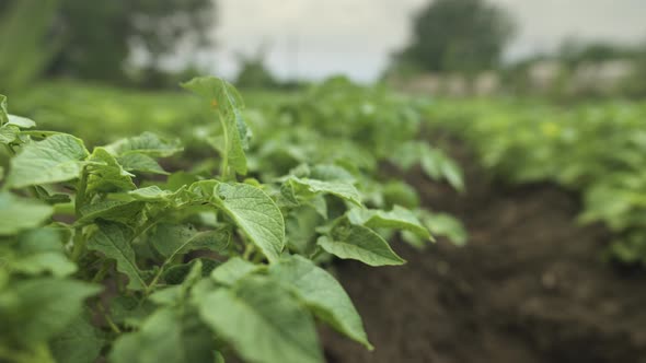 Closeup of Green Potato Plants at Home Small Plantation on a Cloudy Day