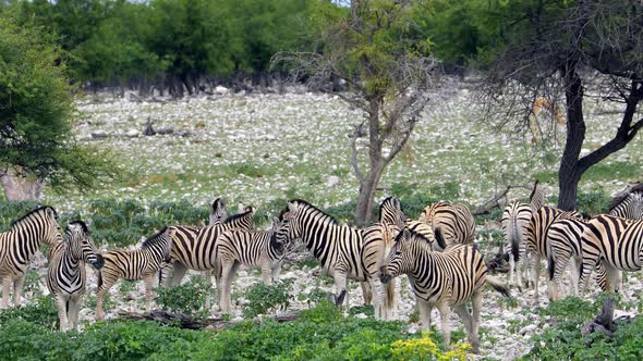 Plains Zebras In Shimmering Heat Wave