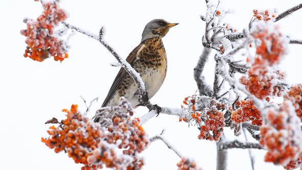 Thrush Siting On The Rowanberry Tree