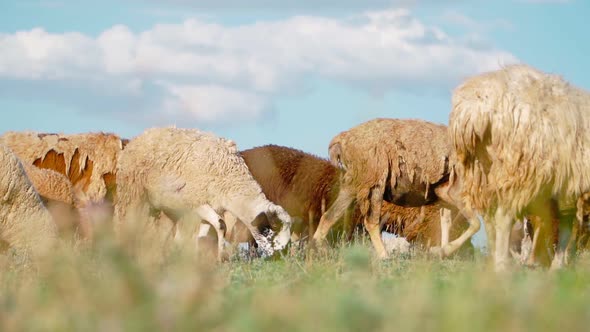 Herd sheep standing and graze in field. Agriculture and cattle breeding. Slow motion