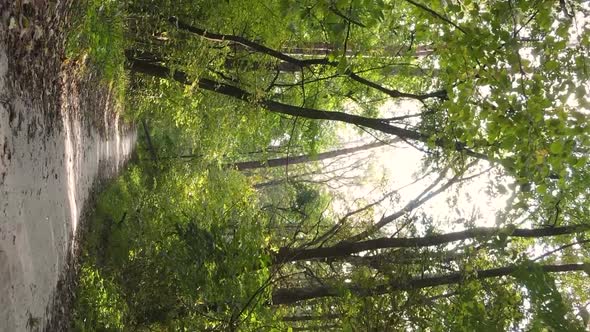 Vertical Video of an Autumn Forest During the Day in Ukraine