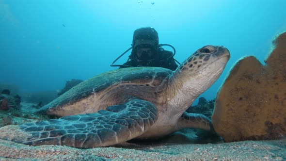 A scuba diver participating in a citizen science project observes a resting sea turtle and records i
