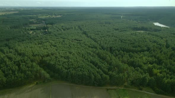 Dense green leafy deciduous forest and soil road trail towards Kowalskie Blota village, birds-eye vi