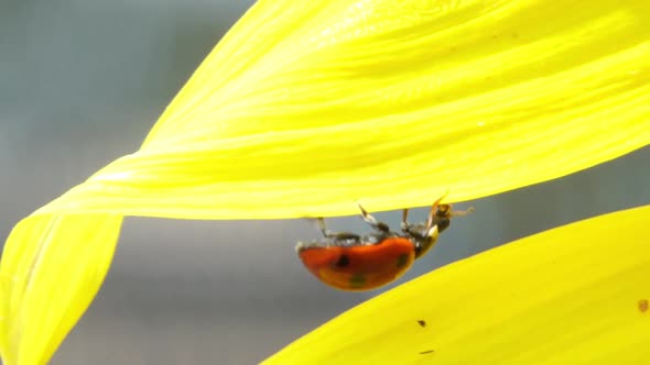 Slow Motion Crawling Ladybird Close Up