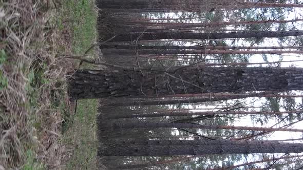 Vertical Video of Beautiful Forest Landscape