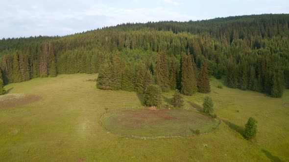 Video of a picturesque summer meadow