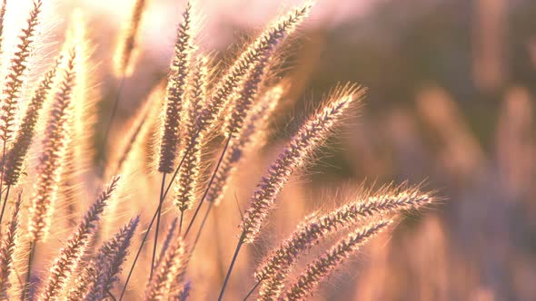 Grass On The Wind