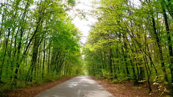 Driving in forest.