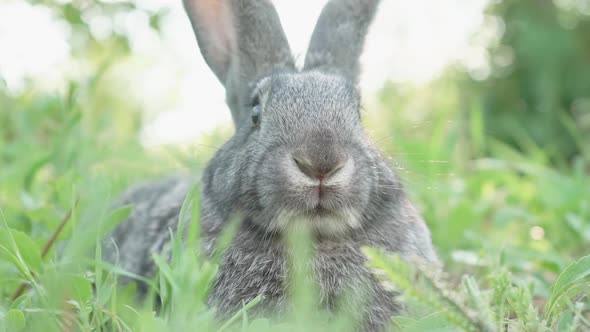 A Small Fluffy Cute Gray Rabbit on a Green Meadow in Sunny Weather