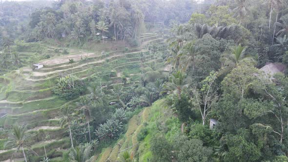 Aerial view of Tegalalang Bali rice terraces.