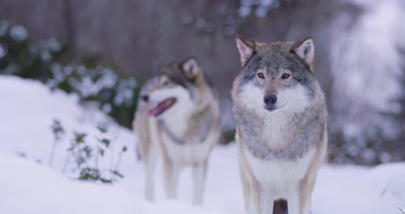 Portrait of Wounded Alpha Wolf Curiously Looking Around