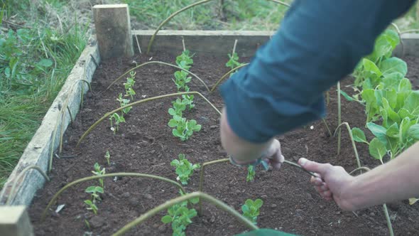 Bending sticks over young pea sprouts to cover with net
