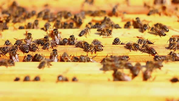 Honey Bees Crawling on a Wooden Frame Closeup in Sunny Summer Weather
