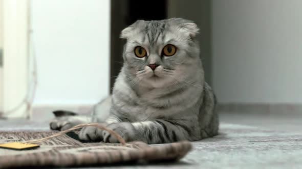 Petting cat lying on sofa in living room. Sleepy dark british cat with orange eyes stretching.