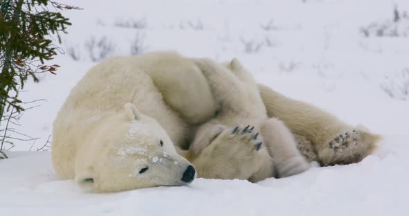 Wide shot of a Polar Bear sow resting as her two cubs play in her arms. Cubs are rolling around play