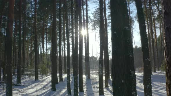 Change of seasons from autumn to winter in a pine forest on a sunny day