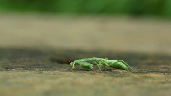 Praying mantis eating at the floor and people walking behind it