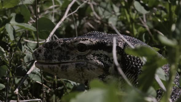 Close up of Asian Water Monitor Lizard