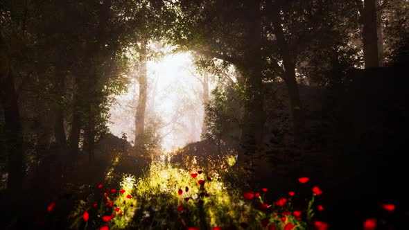 Sun Beams Pour Through Trees in Foggy Forest