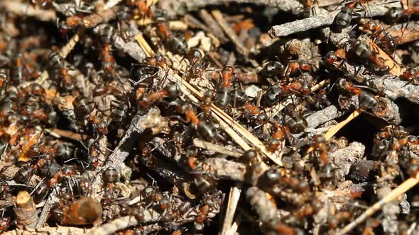 Ants Colony Macro
