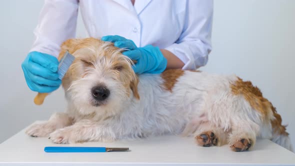 The Girl Combs the Dog Before Stripping