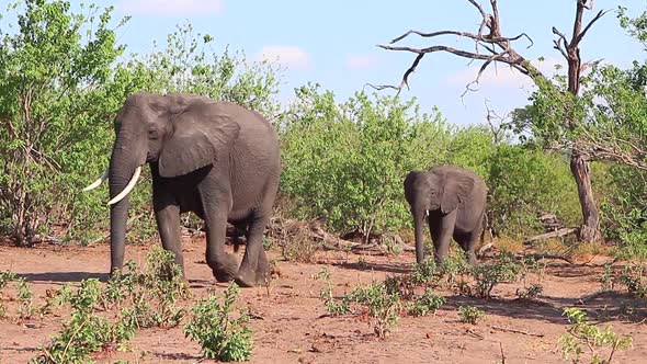 African Bush Elephants walk slowly through the bush on windy Chobe day