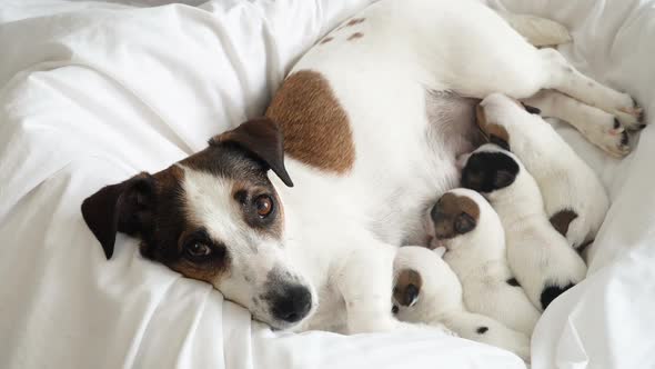 Newborn Puppies Sucking Dog Milk