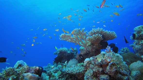 Underwater Beautiful Scene