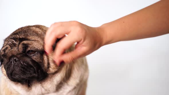 Portrait of Beautiful Pug on White Background