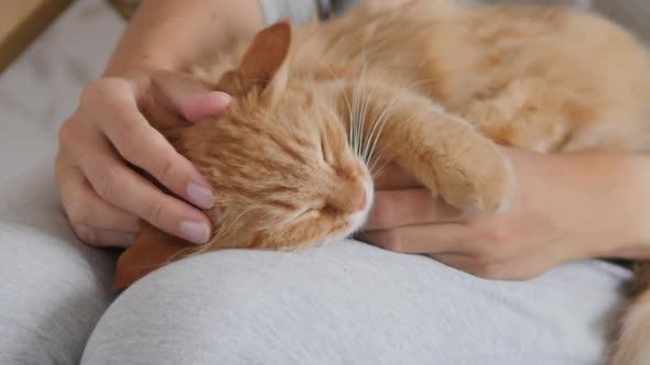 Woman Is Stroking Cute Ginger Cat on Her Knees. Fluffy Pet Purring with Pleasure. Cozy Home.