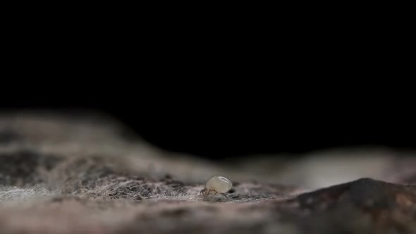 Flour Mite Acarus sp. crawls on the surface of a moldy beet, family Acaridae