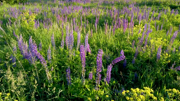 Flight Over a Field with Flowers at Sunset