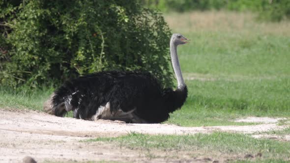 Sitting ostrich at the savanna
