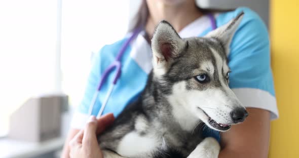 Veterinarian Doctor is Holding a Small Yawning Husky in His Arms  Movie