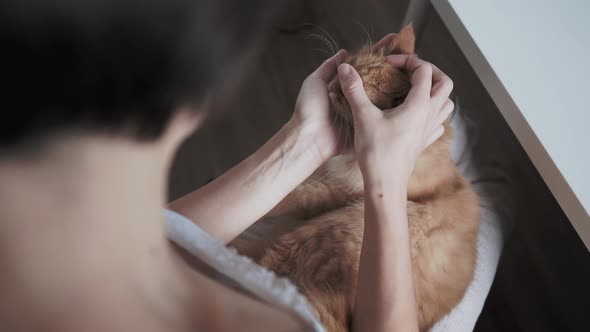 Woman Is Stroking Cute Ginger Cat. Fluffy Pet Is Comfortably Settled on Her Knees. Cozy Home.