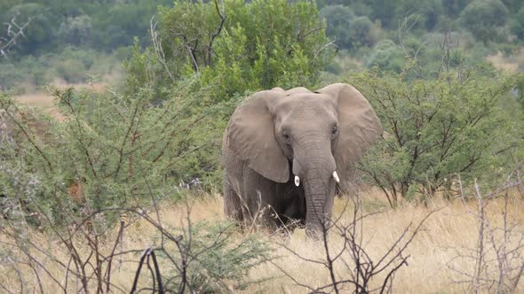 Big elephant in Pilanesberg Game Reserve 