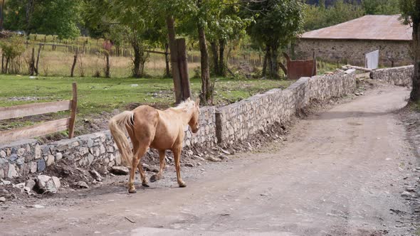Brown horse walking on a rural pathway