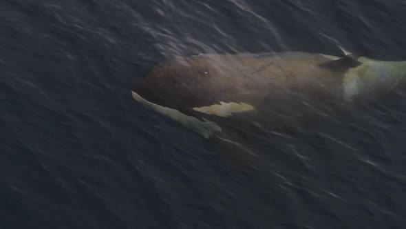 Killer Whales, Mother with Baby in Antarctica 