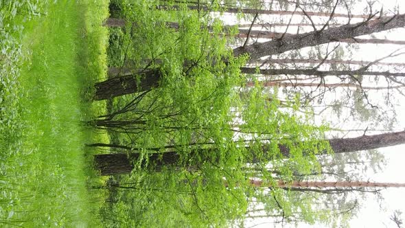 Vertical Video of a Forest with Pine Trees