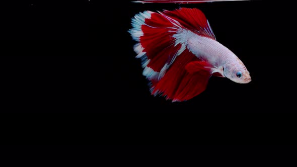 Siamese fighting fish (Betta splendens) alt