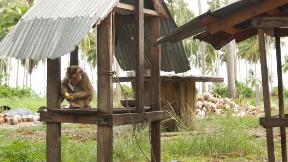 Cute Monkey Worker Rest From Coconut Harvest Collecting. The Use of Animal Labor in Captivity on the