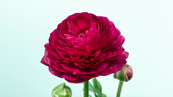 Time Lapse of Opening Red Flower Buttercup on a Light Blue Background. Side View on Ranunculus