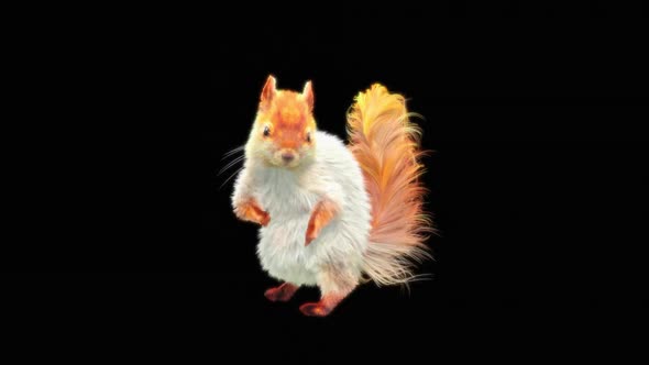 77 White Squirrel Dancing HD